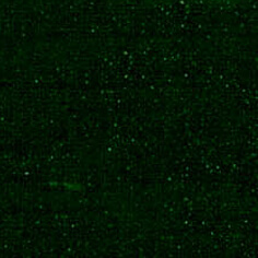 COLOR PINE CH 
